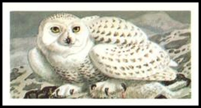 33 Snowy Owl
